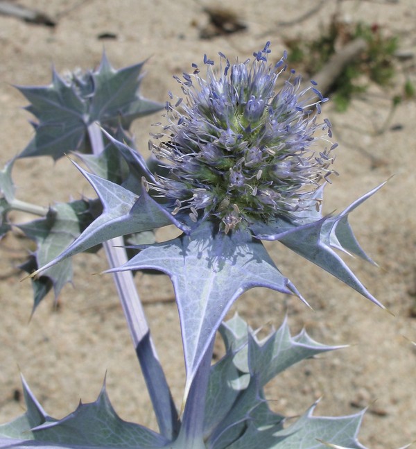 Eryngium maritimum